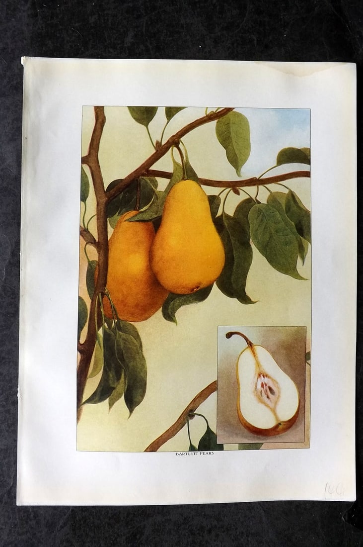 Ward, Artemas 1911 Antique Fruit Print. Bartless Pears: Offset Lithograph Published 1911, New York for "The Grocer's Encyclopedia" Compiled by Artemas Ward. Paper Size: 11 x 8 (28 x 21cm) Tiny margin water stain. Good Condition
