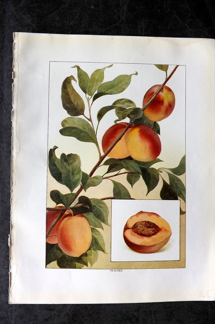 Ward, Artemas 1911 Antique Fruit Print. Peaches (1 of 1)
