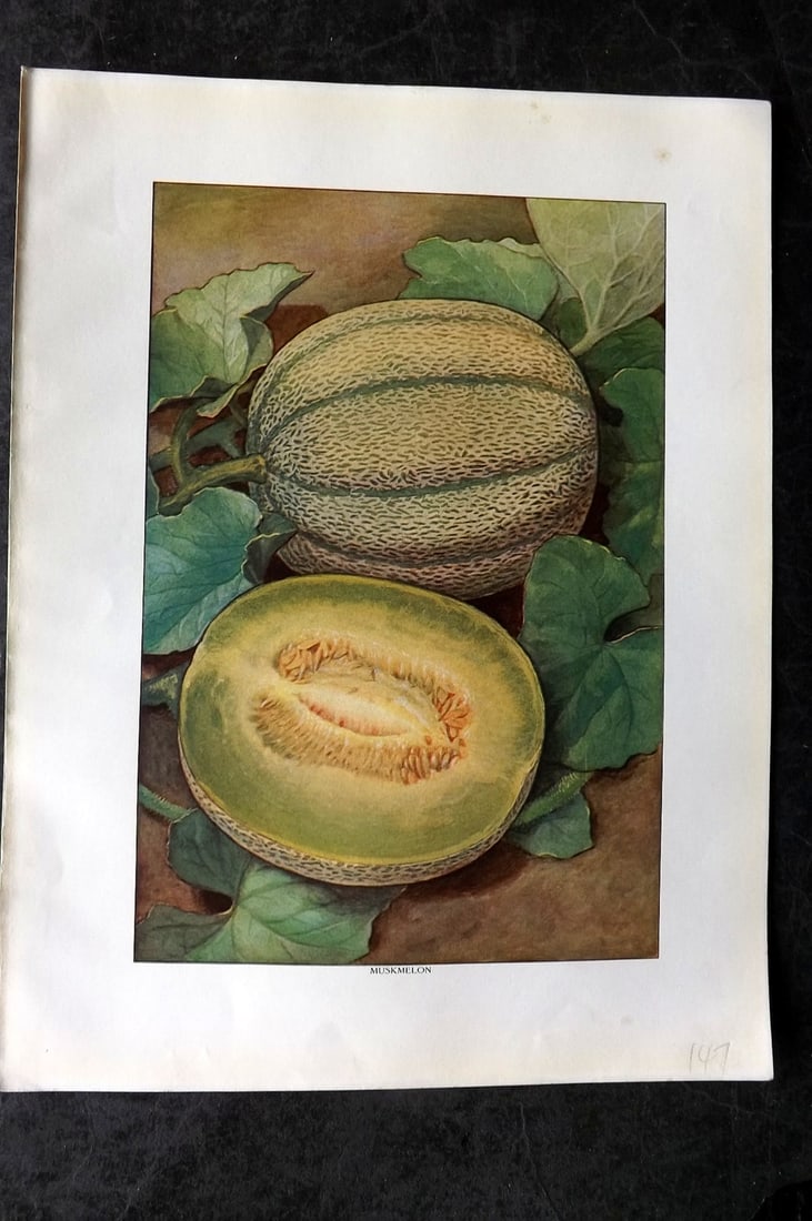 Ward, Artemas 1911 Antique Fruit Print. Muskmelon: Offset Lithograph Published 1911, New York for "The Grocer's Encyclopedia" Compiled by Artemas Ward. Paper Size: 11 x 8 (28 x 21cm) Tiny margin water stain. Good Condition