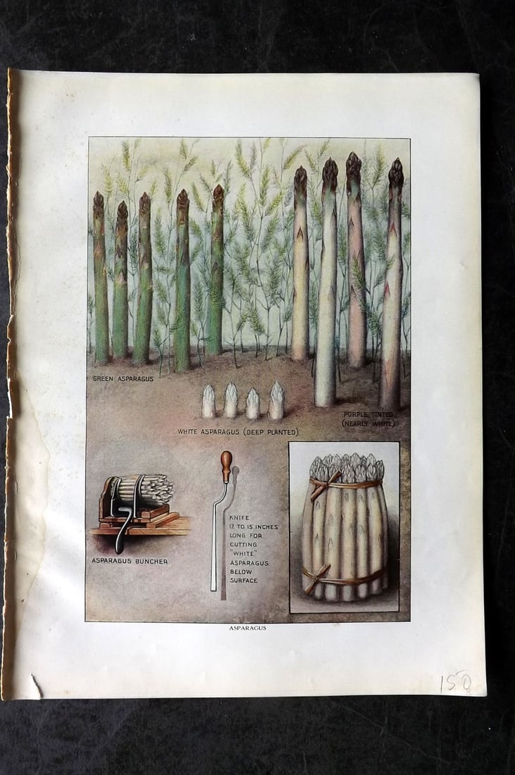 Ward, Artemas 1911 Antique Vegetable Print. Asparagus: Offset Lithograph Published 1911, New York for "The Grocer's Encyclopedia" Compiled by Artemas Ward. Paper Size: 11 x 8 (28 x 21cm) Tiny margin water stain. Good Condition