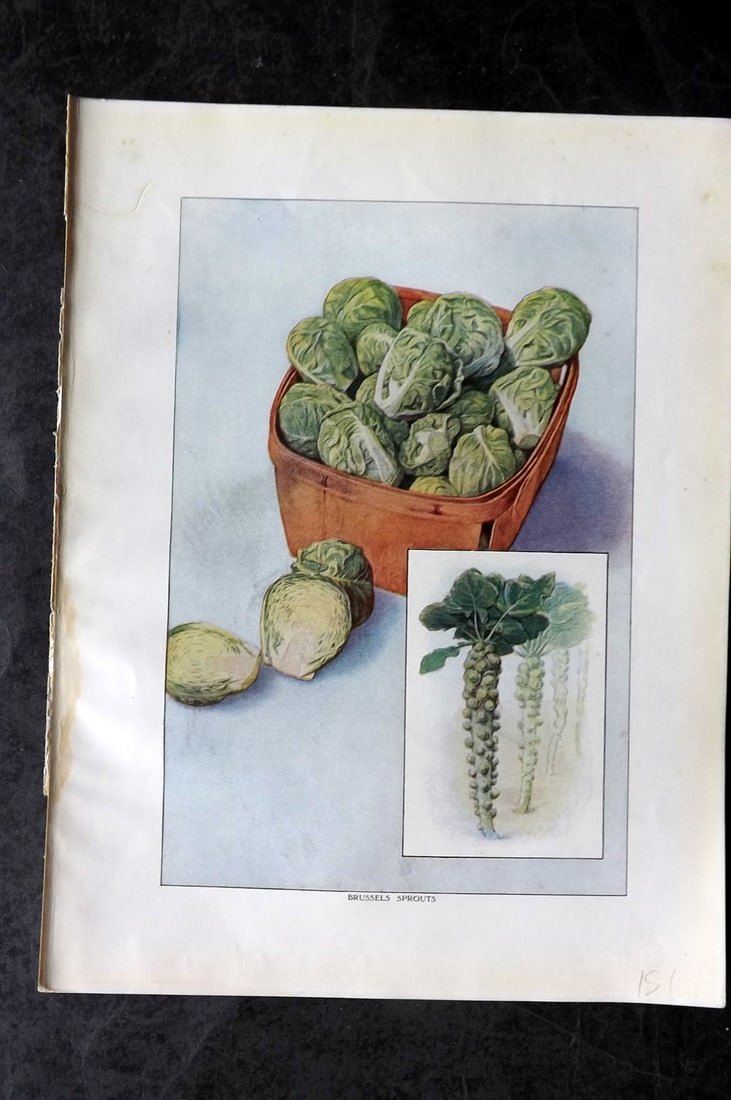 Ward, Artemas 1911 Antique Vegetable Print. Brussels Sprouts: Offset Lithograph Published 1911, New York for "The Grocer's Encyclopedia" Compiled by Artemas Ward. Paper Size: 11 x 8 (28 x 21cm) Tiny margin water stain. Good Condition