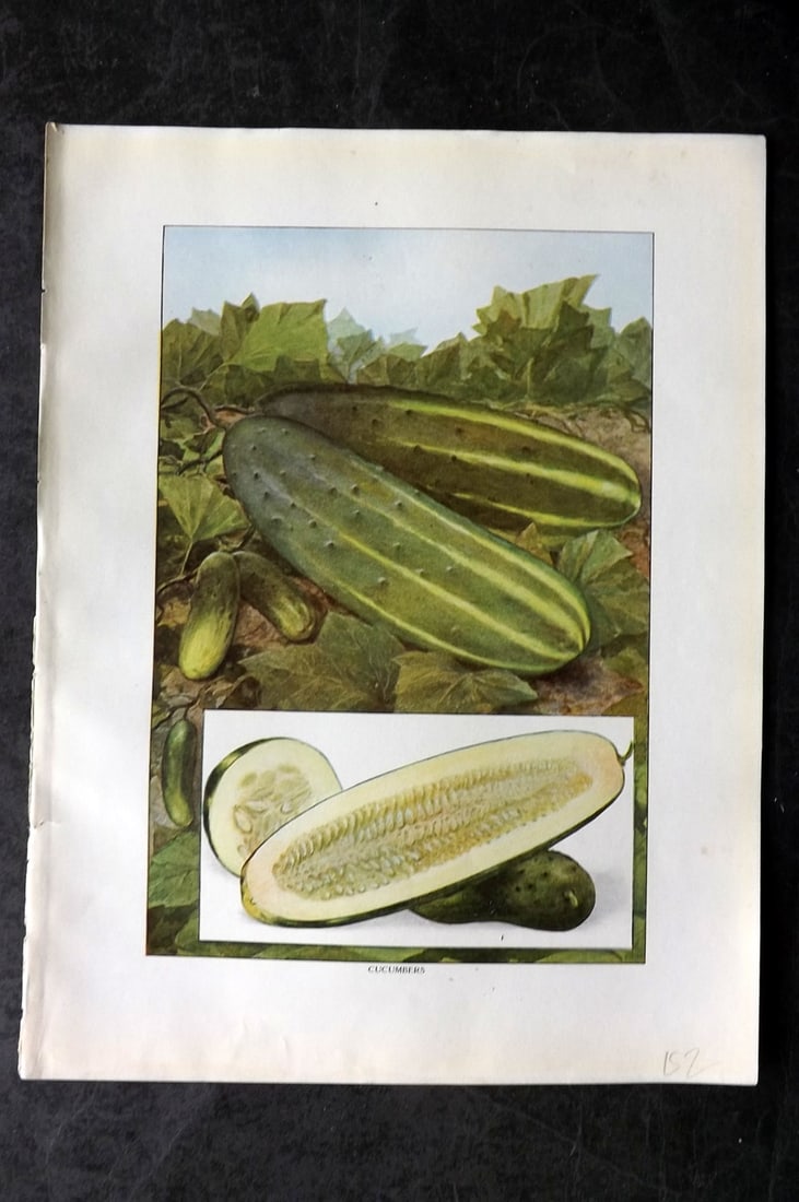 Ward, Artemas 1911 Antique Fruit Vegetable Print. Cucumber: Offset Lithograph Published 1911, New York for "The Grocer's Encyclopedia" Compiled by Artemas Ward. Paper Size: 11 x 8 (28 x 21cm) Good Condition