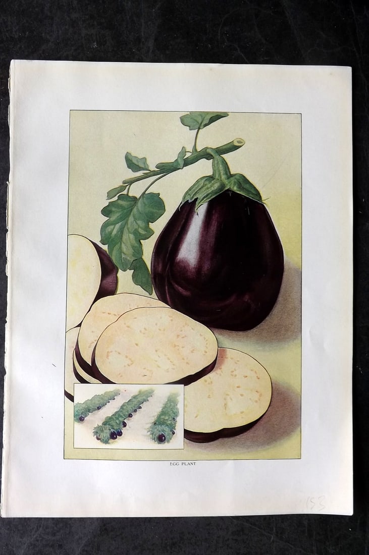 Ward, Artemas 1911 Antique Vegetable Print. Eggplant Aubergine: Offset Lithograph Published 1911, New York for "The Grocer's Encyclopedia" Compiled by Artemas Ward. Paper Size: 11 x 8 (28 x 21cm) Good Condition