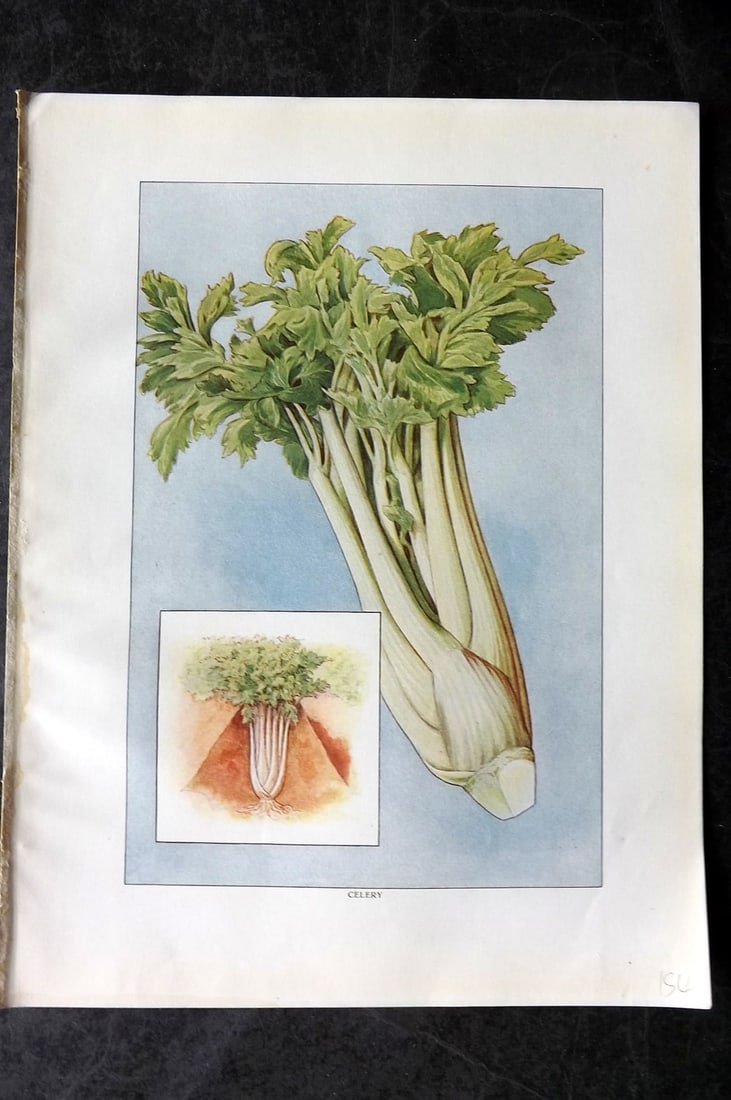 Ward, Artemas 1911 Antique Vegetable Print. Celery: Offset Lithograph Published 1911, New York for "The Grocer's Encyclopedia" Compiled by Artemas Ward. Paper Size: 11 x 8 (28 x 21cm) Good Condition