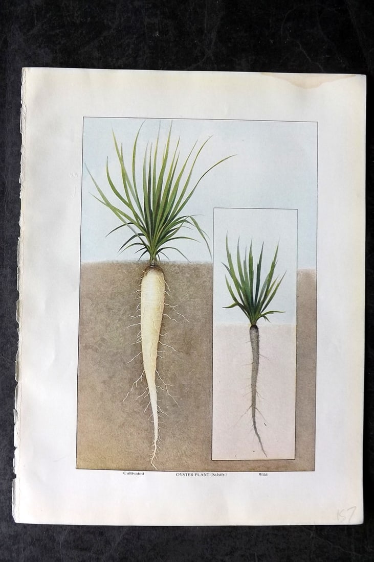 Ward, Artemas 1911 Antique Botanical Print. Salsify, Oyster Plant: Offset Lithograph Published 1911, New York for "The Grocer's Encyclopedia" Compiled by Artemas Ward. Paper Size: 11 x 8 (28 x 21cm) Tiny margin water stain. Good Condition