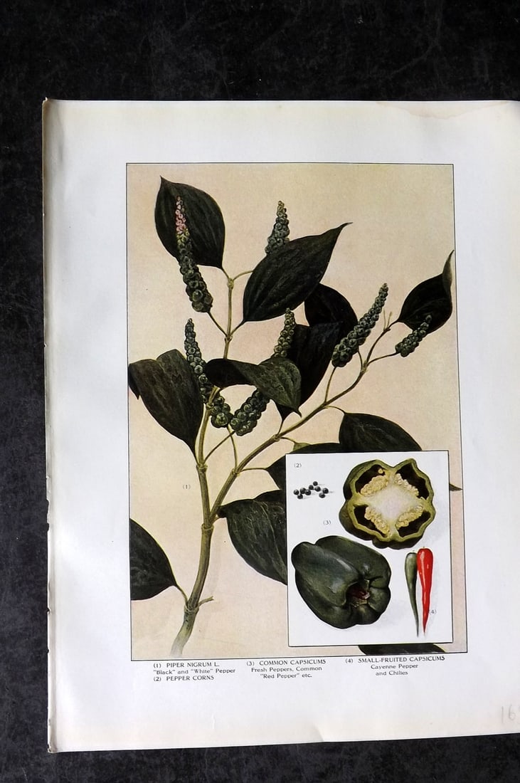 Ward, Artemas 1911 Antique Botanical Print. Pepper Corns, Red Pepper, Cayenne & Chillies (1 of 1)