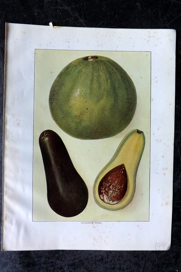 Ward, Artemas 1911 Antique Fruit Print. Avocados or Alligator Pears: Offset Lithograph Published 1911, New York for "The Grocer's Encyclopedia" Compiled by Artemas Ward. Paper Size: 11 x 8 (28 x 21cm) Minor margin toning. Good Condition
