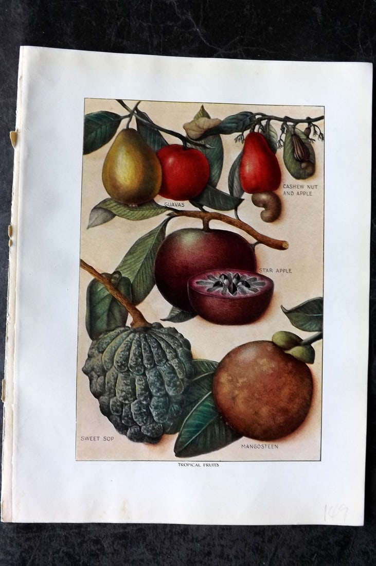 Ward, Artemas 1911 Fruit Print. Tropical Fruits - Guavas, Sweet Sop, Mangosteen: Offset Lithograph Published 1911, New York for "The Grocer's Encyclopedia" Compiled by Artemas Ward. Paper Size: 11 x 8 (28 x 21cm) Good Condition