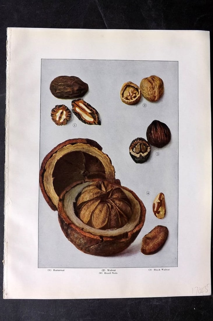 Ward, Artemas 1911 Antique Food Print. Walnuts, Butternuts, Brazil Nuts: Antique Offset Lithograph Published 1911, New York for "The Grocer's Encyclopedia" Compiled by Artemas Ward. Paper Size: 11 x 8 (28 x 21cm) Good Condition