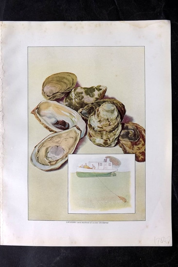 Ward, Artemas 1911 Antique Food Print. Oysters and Method of Oyster Dredging: Antique Offset Lithograph Published 1911, New York for "The Grocer's Encyclopedia" Compiled by Artemas Ward. Paper Size: 11 x 8 (28 x 21cm) Very minor margin toning. Good Condition