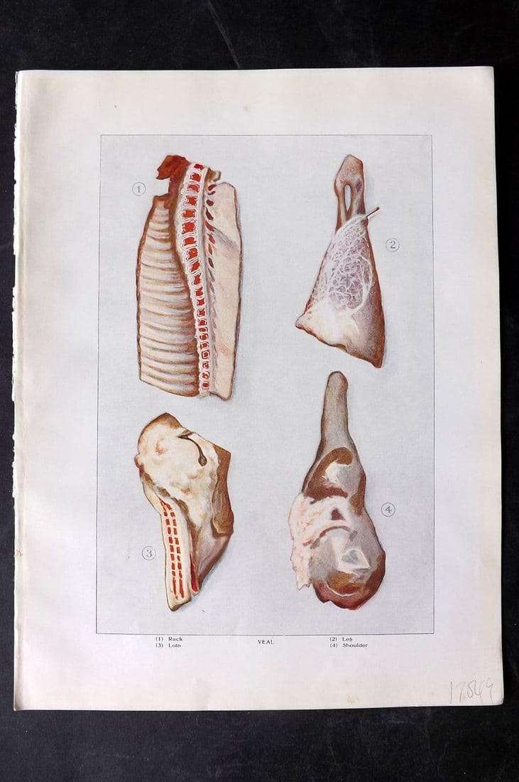 Ward, Artemas 1911 Antique Food Print. Veal - Rack, Loin, Leg, Shoulder: Antique Offset Lithograph Published 1911, New York for "The Grocer's Encyclopedia" Compiled by Artemas Ward. Paper Size: 11 x 8 (28 x 21cm) Good Condition