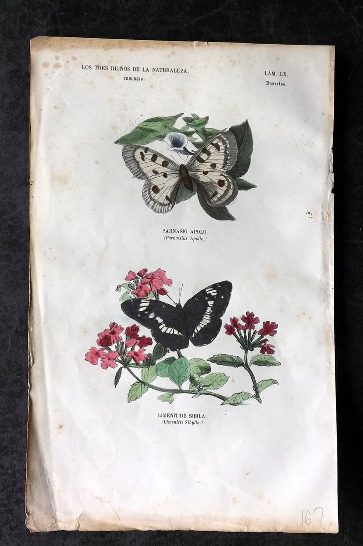 Buffon, Comte de 1856 Hand Col Butterfly Print. Apollo Butterfly 60: Hand Colored Etching/Engraving Published 1856, Madrid for "Museo pintoresco de Historia Natural" by the Comte de Buffon and M. M. J. de Galdo. Paper Size: 10 x 6.5 inch (26 x 17cm) Very minor backgrou