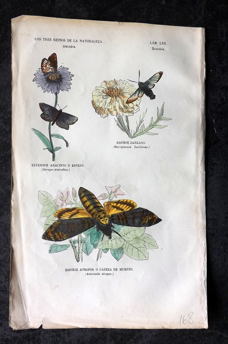 Buffon, Comte de 1856 Hand Col Print. African death's-head hawkmoth 62: Hand Colored Etching/Engraving Published 1856, Madrid for "Museo pintoresco de Historia Natural" by the Comte de Buffon and M. M. J. de Galdo. Paper Size: 10 x 6.5 inch (26 x 17cm) Very minor backgrou
