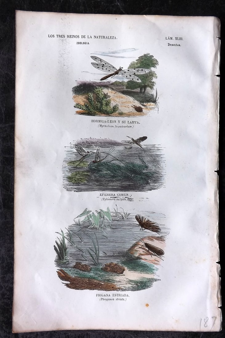 Buffon, Comte de 1856 Hand Col Insect Print. Mymeleon, Ephemera, Phrygamea 43 (1 of 1)