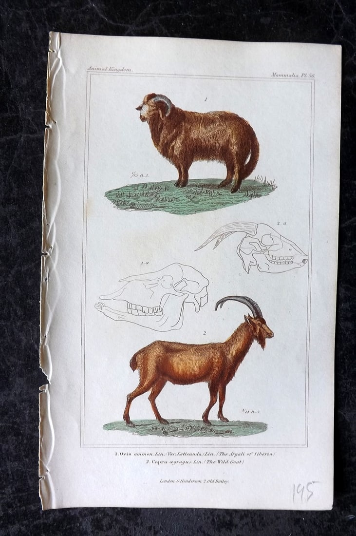Cuvier, Baron 1837 Hand Col Print. Argali of Siberia, Wild Goat 56 (1 of 1)