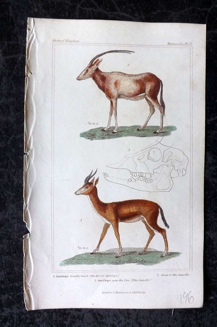 Cuvier, Baron 1837 Hand Col Print. Kevel Antilope, Gazelle 57: Hand Colored Etchings/Engraving Published 1834-37, London for "The Animal Kingdom" by the Baron Georges Cuvier. Paper Size: 8 x 5 inch (21 x 13cm) Good Condition
