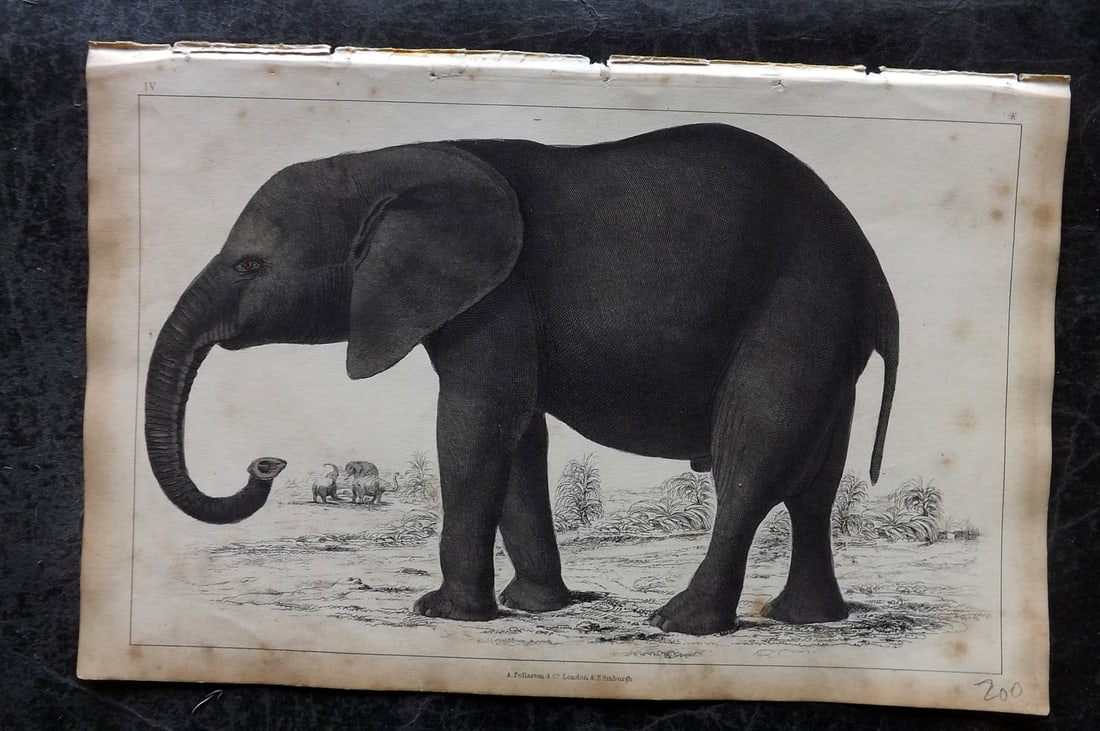 Goldsmith, Oliver 1851 Hand Col Print. African Elephant 04: Hand Colored Etching/Engraving Published 1851 by A. Fullarton & Co., London for "A History of the Earth and Animated Nature" by Oliver Goldsmith. Paper Size: 10 x 6 inch (25 x 16cm) Minor background t