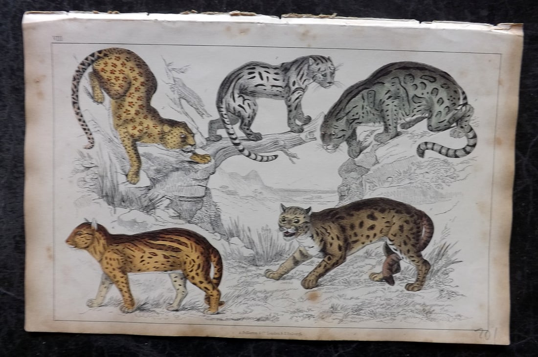 Goldsmith, Oliver 1851 Hand Col Print. Leopard, Ocelot, Sumatra Cat, Clouded Tiger 08 (1 of 1)