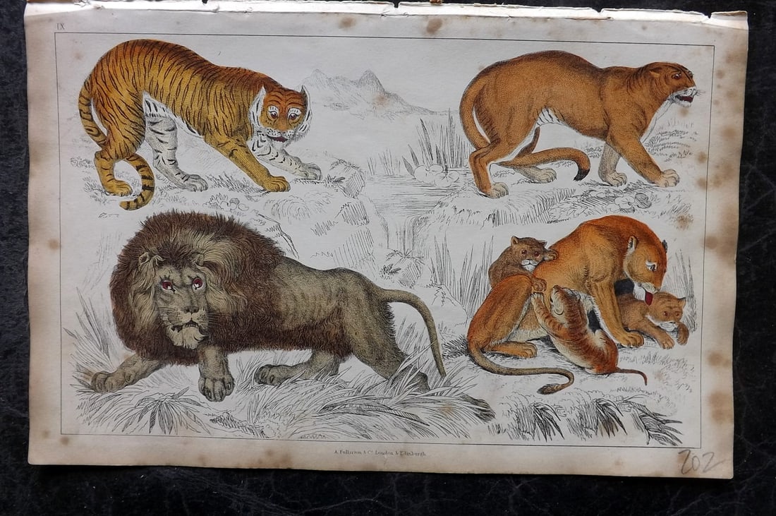 Goldsmith, Oliver 1851 Hand Col Print. Tiger, African Lion, Puma, Lioness and Cubs 09: Hand Colored Etching/Engraving Published 1851 by A. Fullarton & Co., London for "A History of the Earth and Animated Nature" by Oliver Goldsmith. Paper Size: 10 x 6 inch (25 x 16cm) Minor background t