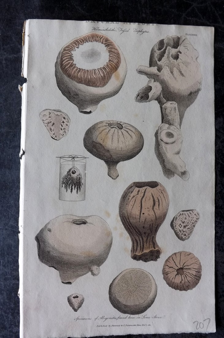 Good, John 1813 Hand Col Print. Fossil Zoophytes found in Limestone: Hand Colored Copper Plate Published 1806-13, London for "Pantologia: A New Cyclopaedia, Comprehending a Complete Series of Essays" by John Mason Good et al. Paper Size: 9.5 x 6 inch (24 x 15cm) Very m
