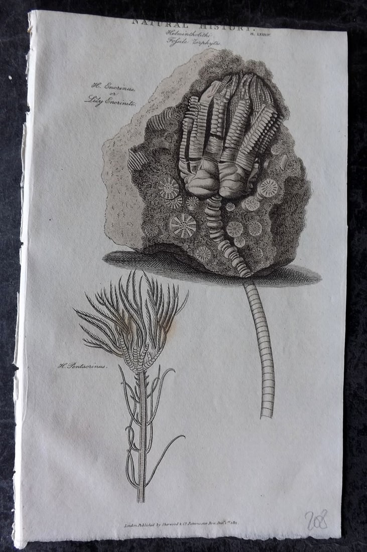 Good, John 1813 Hand Col Print. Lily Encrinite Fossil: Hand Colored Copper Plate Published 1806-13, London for "Pantologia: A New Cyclopaedia, Comprehending a Complete Series of Essays" by John Mason Good et al. Paper Size: 9.5 x 6 inch (24 x 15cm) Very m
