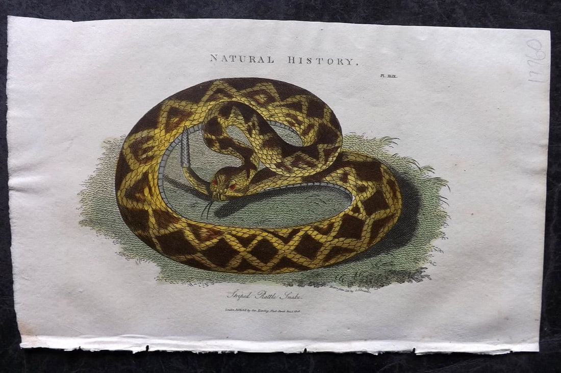 Good, John 1813 Hand Col Print. Striped Rattle Snake 49: Antique Copper Plate Published 1806-13, London for "Pantologia: A New Cyclopaedia, Comprehending a Complete Series of Essays" by John Mason Good et al. Fine hand colour as issued. Paper Size: 9.5 x 6 