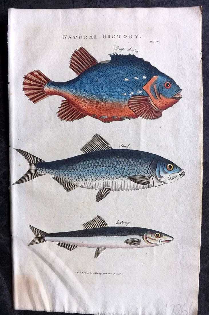 Good, John 1813 Hand Col Print. Lump Sucker, Anchovy, Shad Fish 47: Antique Copper Plate Published 1806-13, London for "Pantologia: A New Cyclopaedia, Comprehending a Complete Series of Essays" by John Mason Good et al. Fine hand colour as issued. Paper Size: 9.5 x 6