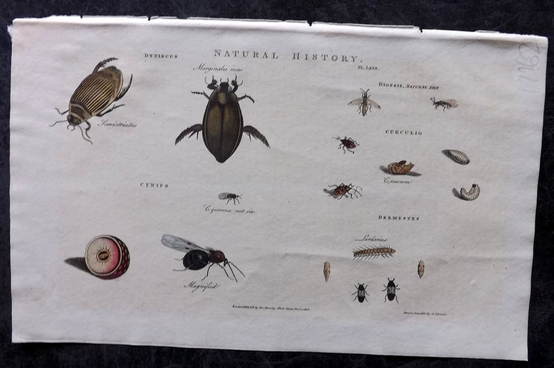 Good, John 1813 Hand Col Print. Dytiscus, Diopsis, Cynips, Dermestes Insects 72: Antique Copper Plate Published 1806-13, London for "Pantologia: A New Cyclopaedia, Comprehending a Complete Series of Essays" by John Mason Good et al. Fine hand colour as issued. Paper Size: 9.5 x 6 