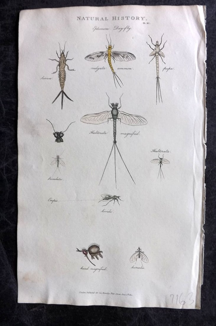 Good, John 1813 Hand Col Print. Day Fly 90: Antique Copper Plate Published 1806-13, London for "Pantologia: A New Cyclopaedia, Comprehending a Complete Series of Essays" by John Mason Good et al. Fine hand colour as issued. Paper Size: 9.5 x 6 