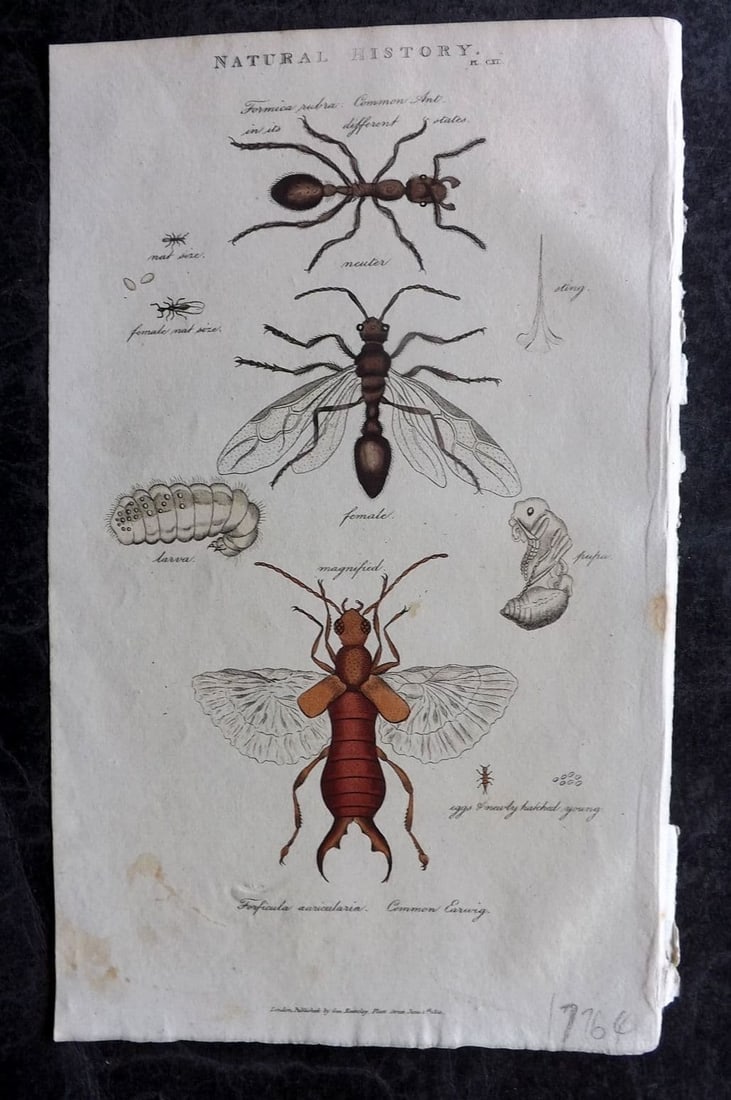 Good, John 1813 Hand Col Print. Common Ant & Earwig Insects 91: Antique Copper Plate Published 1806-13, London for "Pantologia: A New Cyclopaedia, Comprehending a Complete Series of Essays" by John Mason Good et al. Fine hand colour as issued. Paper Size: 9.5 x 6 