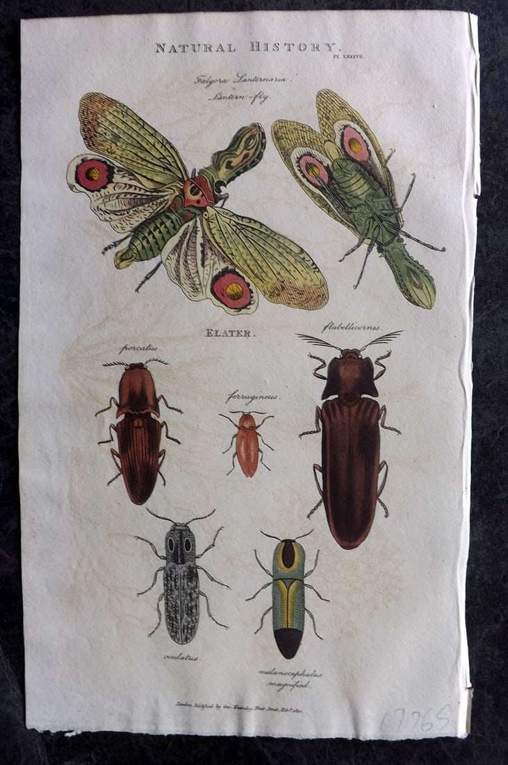 Good, John 1813 Hand Col Print. Lantern Fly, Elatter Insects 87: Antique Copper Plate Published 1806-13, London for "Pantologia: A New Cyclopaedia, Comprehending a Complete Series of Essays" by John Mason Good et al. Fine hand colour as issued. Paper Size: 9.5 x 6 