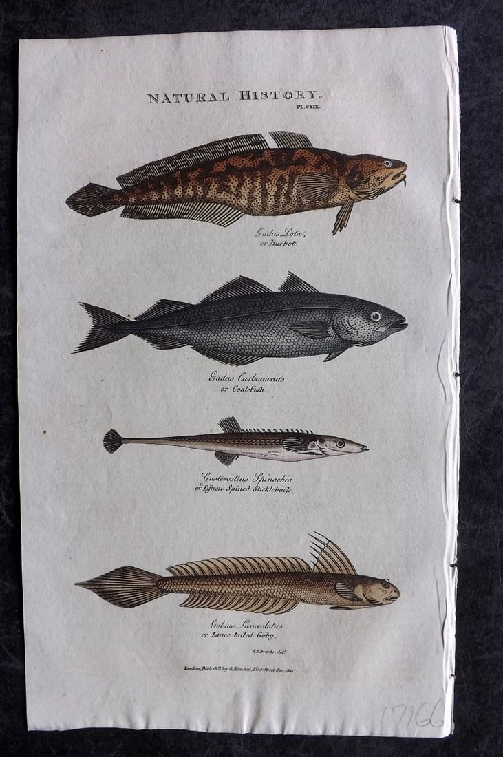 Good, John 1813 Hand Col Print. Burbot, Coal Fish, Stickleback, Lance Tailed Goby 119: Antique Copper Plate Published 1806-13, London for "Pantologia: A New Cyclopaedia, Comprehending a Complete Series of Essays" by John Mason Good et al. Fine hand colour as issued. Paper Size: 9.5 x 6 