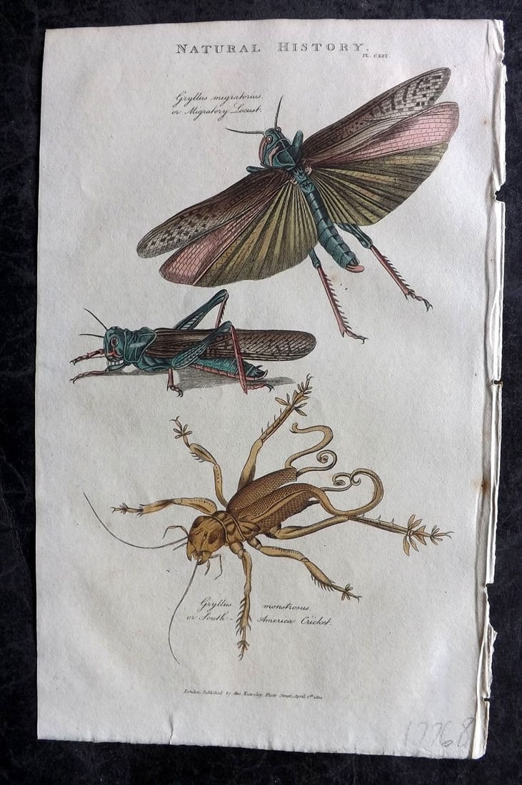 Good, John 1813 Hand Col Print. Migratory Locust, South America Cricket 121: Antique Copper Plate Published 1806-13, London for "Pantologia: A New Cyclopaedia, Comprehending a Complete Series of Essays" by John Mason Good et al. Fine hand colour as issued. Paper Size: 9.5 x 6 