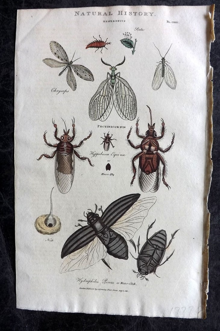 Good, John 1813 Hand Col Print. Hemerobius, Horse Fly, Water Clock Insects 131 (1 of 1)