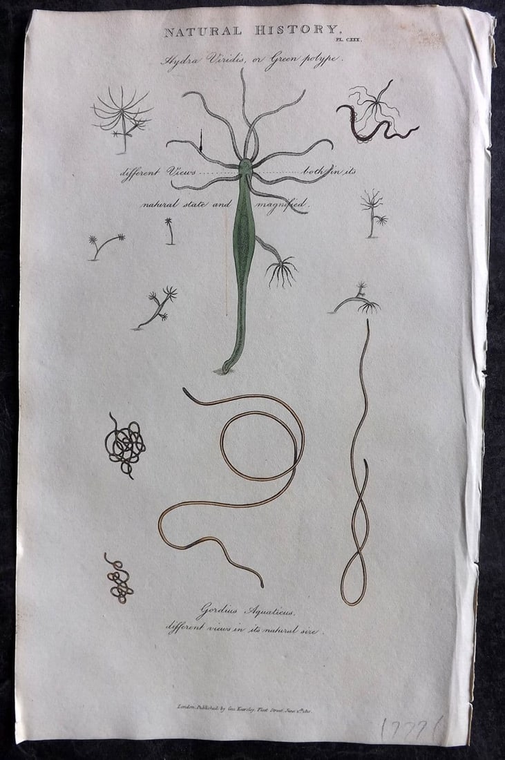 Good, John 1813 Hand Col Print. Hydra Viridis, Godius Aquaticus 130: Antique Copper Plate Published 1806-13, London for "Pantologia: A New Cyclopaedia, Comprehending a Complete Series of Essays" by John Mason Good et al. Fine hand colour as issued. Paper Size: 9.5 x 6 