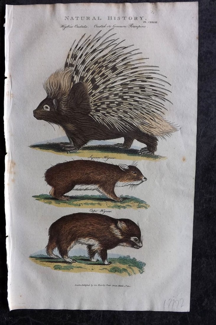 Good, John 1813 Hand Col Print. Porcupine, Syrian & Capre Hyrax 133: Antique Copper Plate Published 1806-13, London for "Pantologia: A New Cyclopaedia, Comprehending a Complete Series of Essays" by John Mason Good et al. Fine hand colour as issued. Paper Size: 9.5 x 6 
