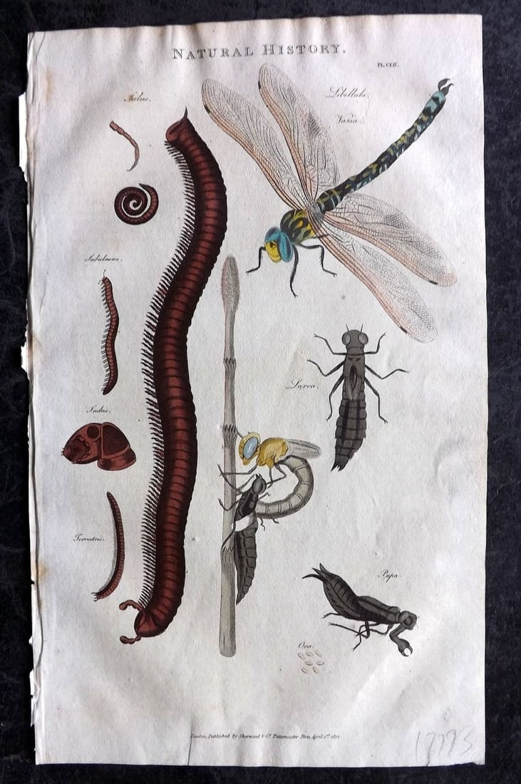 Good, John 1813 Hand Col Print. Libellula Dragonfly, Julus Millipede 152: Antique Copper Plate Published 1806-13, London for "Pantologia: A New Cyclopaedia, Comprehending a Complete Series of Essays" by John Mason Good et al. Fine hand colour as issued. Paper Size: 9.5 x 6 