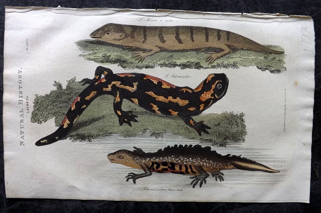 Good, John 1813 Hand Col Print. Salamander, Scink, Great Water Newt 146: Antique Copper Plate Published 1806-13, London for "Pantologia: A New Cyclopaedia, Comprehending a Complete Series of Essays" by John Mason Good et al. Fine hand colour as issued. Paper Size: 9.5 x 6 