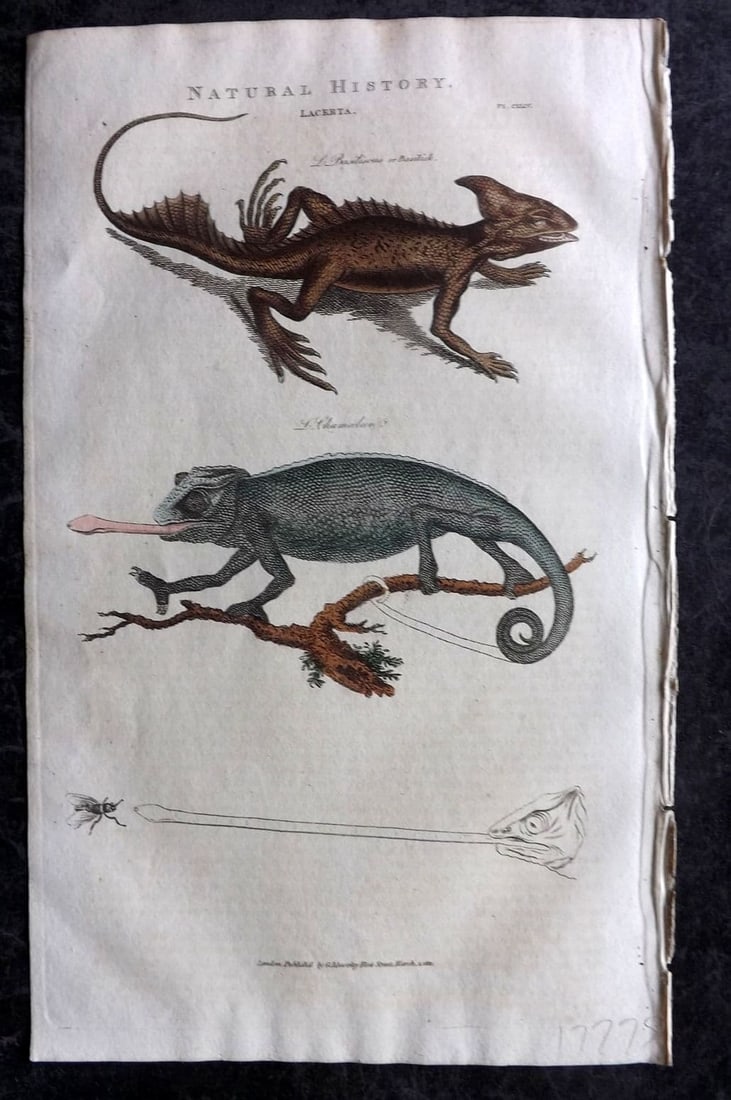 Good, John 1813 Hand Col Print. Lacerta Lizards 144: Antique Copper Plate Published 1806-13, London for "Pantologia: A New Cyclopaedia, Comprehending a Complete Series of Essays" by John Mason Good et al. Fine hand colour as issued. Paper Size: 9.5 x 6 