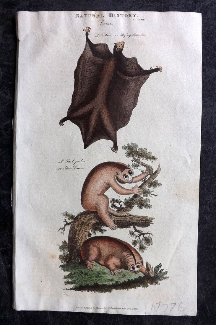 Good, John 1813 Hand Col Print. Flying Maucauco, Slow Lemur 148: Antique Copper Plate Published 1806-13, London for "Pantologia: A New Cyclopaedia, Comprehending a Complete Series of Essays" by John Mason Good et al. Fine hand colour as issued. Paper Size: 9.5 x 6 