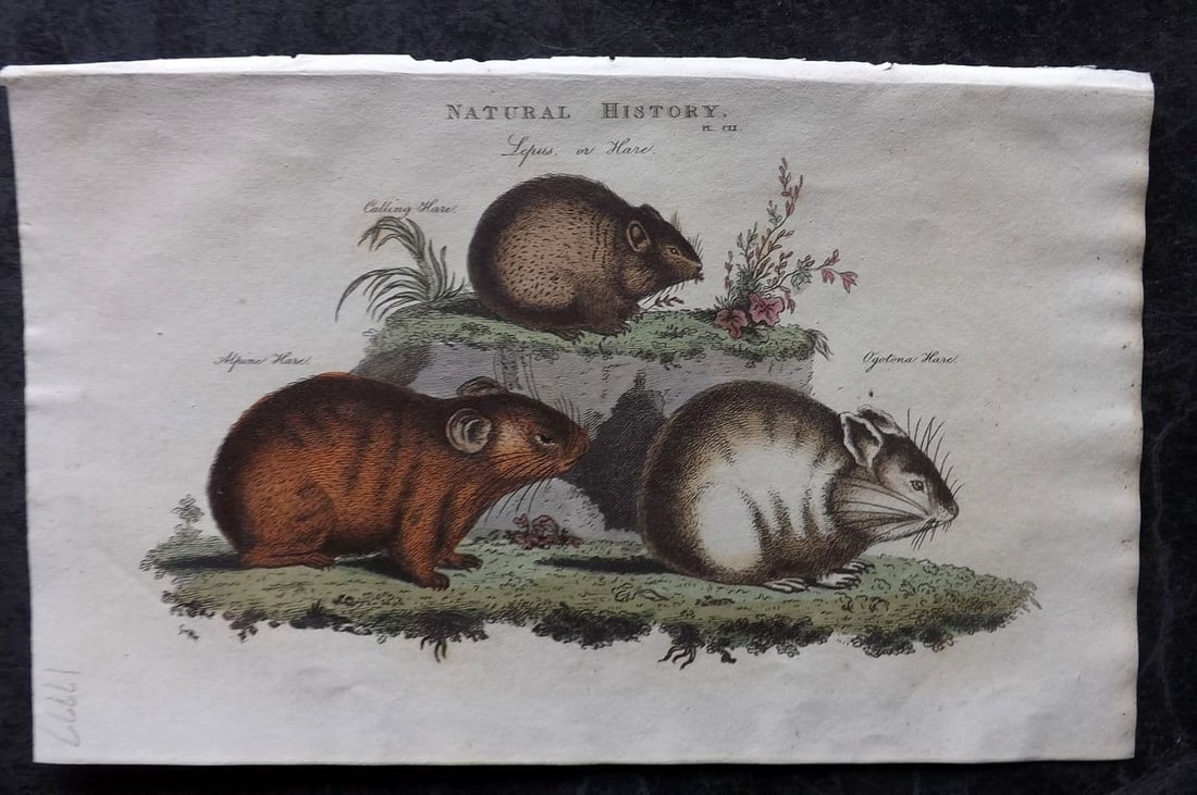 Good, John 1813 Hand Col Print. Calling, Alpine, Ogotana Hare 151: Antique Copper Plate Published 1806-13, London for "Pantologia: A New Cyclopaedia, Comprehending a Complete Series of Essays" by John Mason Good et al. Fine hand colour as issued. Paper Size: 9.5 x 6 