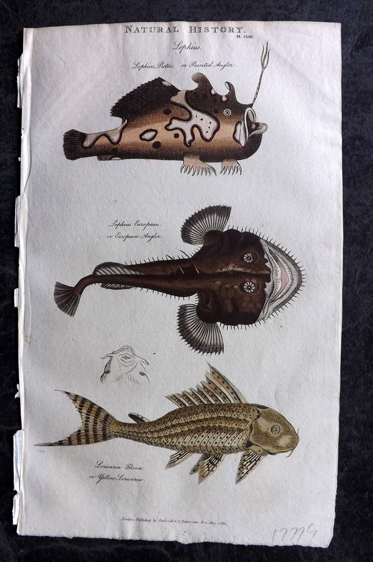 Good, John 1813 HC Print. Painted & European Angler - Monkfish, Yellow Loricaria 153: Antique Copper Plate Published 1806-13, London for "Pantologia: A New Cyclopaedia, Comprehending a Complete Series of Essays" by John Mason Good et al. Fine hand colour as issued. Paper Size: 9.5 x 6 