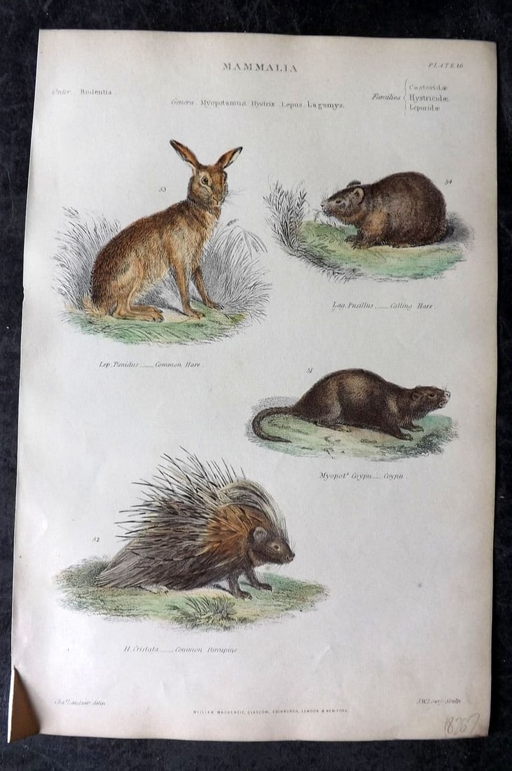 Richardson, John 1862 HC Print. Common Hare, Calling Hare, Coypu, Porcupine 16 (1 of 1)