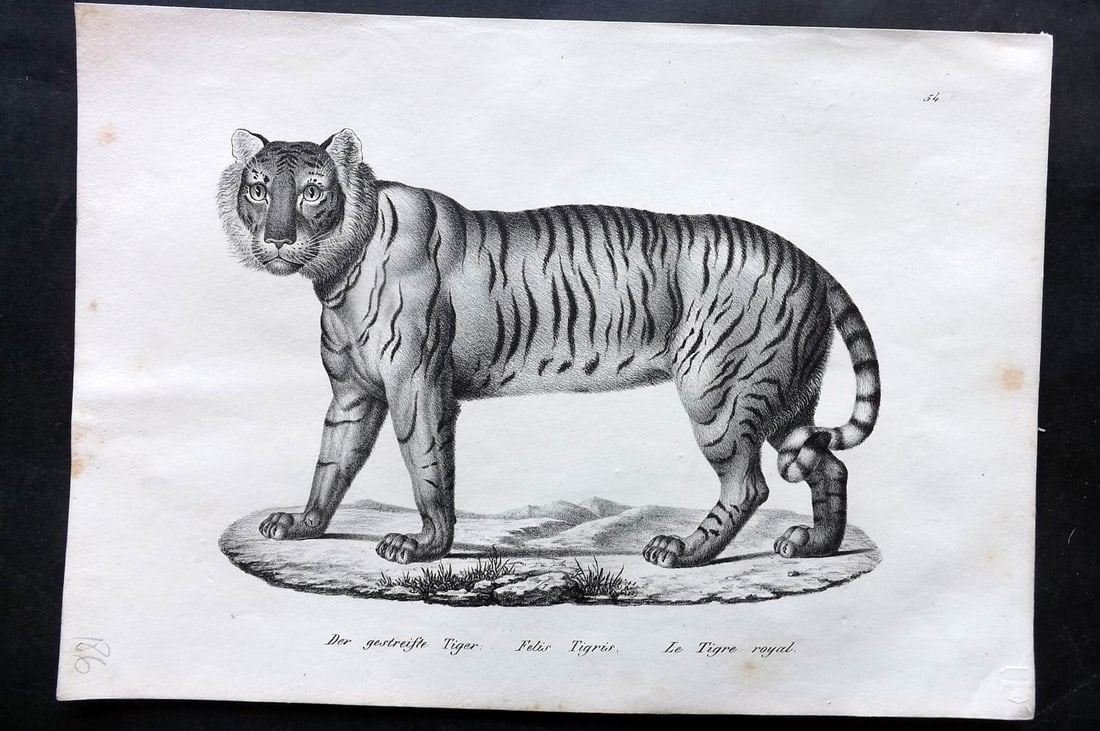 Schinz & Brodtmann 1831 Folio Print. Tiger (1 of 1)
