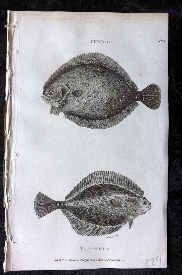 Shaw, George 1809 Antique Fish Print. Turbot & Flounder 104: Copper Plate Published 1809 by G.Kearsley, London for "Zoological Lectures..." by George Shaw. Paper Size: 8.5 x 5 inch (22 x 13cm) Good Condition
