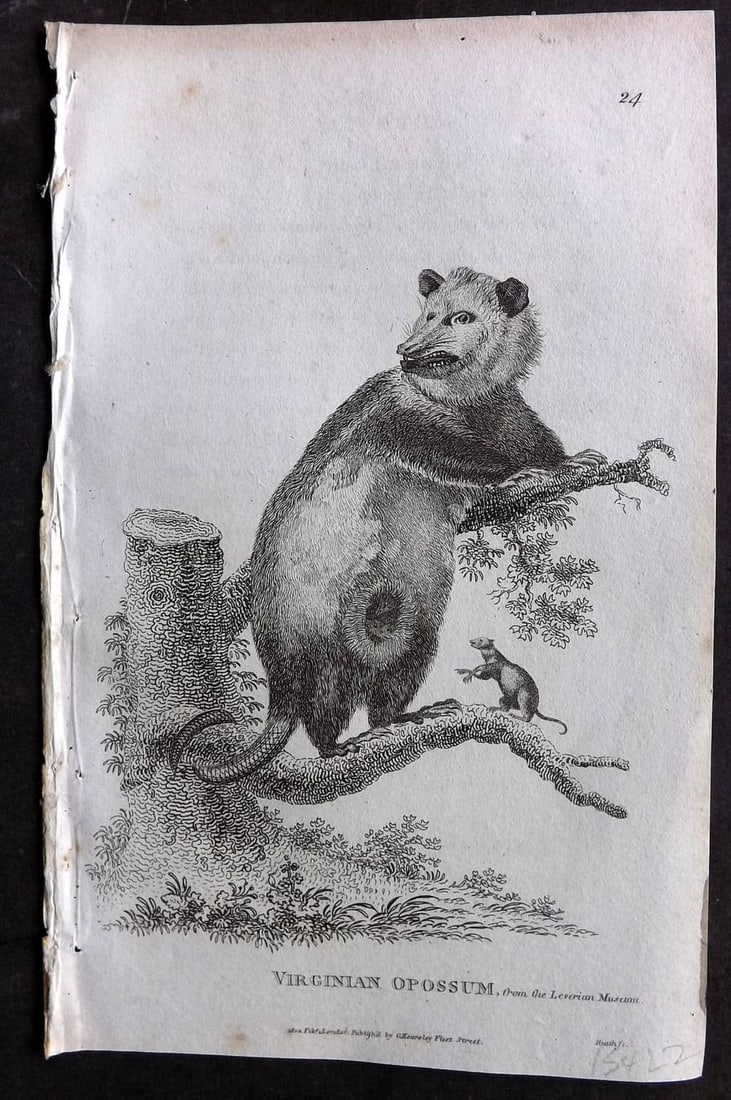 Shaw, George 1809 Antique Print. Virginian Opossujm 24: Copper Plate Published 1809 by G.Kearsley, London for "Zoological Lectures..." by George Shaw. Paper Size: 8.5 x 5 inch (22 x 13cm) Very minor background text offsetting.