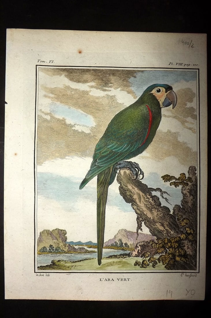 Buffon, Comte de C1780 Hand Col Bird Print. Parrot L'Ara Vert (1 of 1)