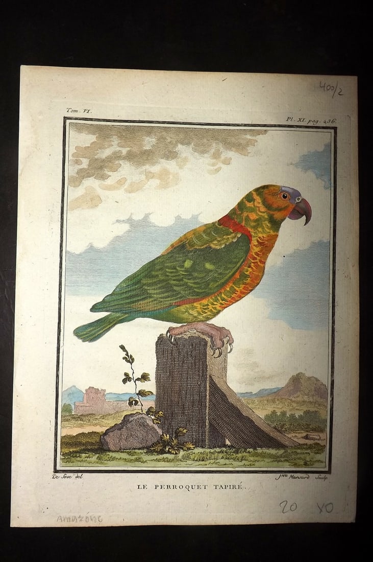 Buffon, Comte de C1780 Hand Col Bird Print. Parrot Le Perroquet Tapire Parakeet (1 of 1)