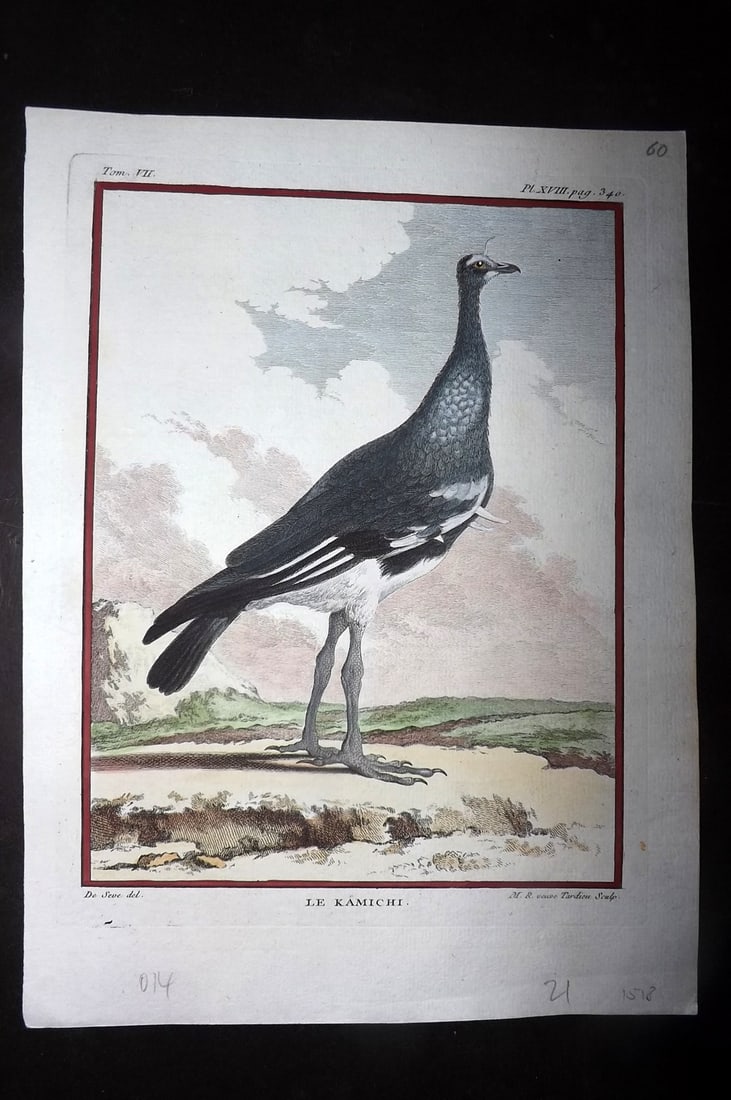 Buffon, Comte de C1780 Hand Col Bird Print. Le Kamichi: Hand Colored Copper Plate, Published 1770-85 Imprimerie Royale, Paris for "Histoire Naturelle des Oiseaux" First Edition by Georges-Louis Leclerc, Comte de Buffon. Paper Size: 10 x 7.5 inch (25 x 19cm