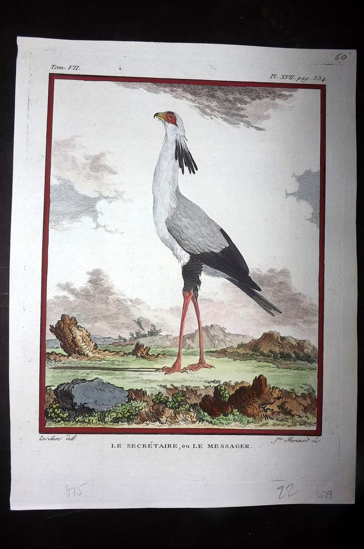 Buffon, Comte de C1780 Hand Col Bird Print. Le Secretaire. Secretary Bird: Hand Colored Copper Plate, Published 1770-85 Imprimerie Royale, Paris for "Histoire Naturelle des Oiseaux" First Edition by Georges-Louis Leclerc, Comte de Buffon. Paper Size: 10 x 7.5 inch (25 x 19cm